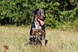 BEAUCERON - PUPPIES 228